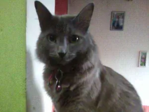 Gato raça siames idade 1 ano nome Mel