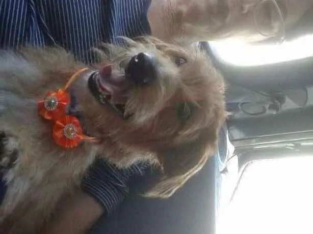 Cachorro ra a SRD idade 1 ano nome LUNA
