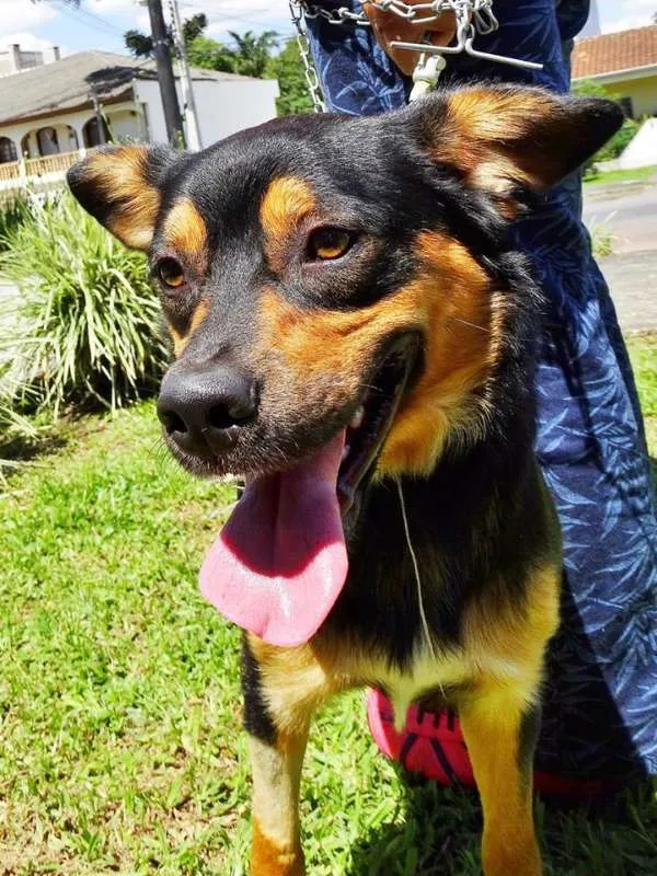 Cachorro ra a SRD idade 2 anos nome Vicente