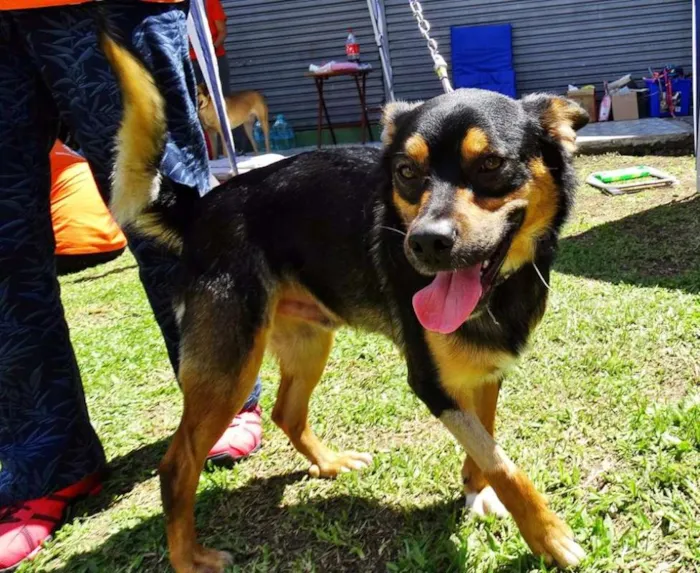 Cachorro ra a SRD idade 2 anos nome Vicente
