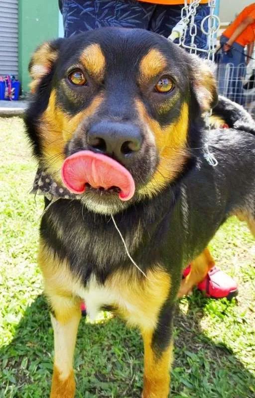 Cachorro ra a SRD idade 2 anos nome Vicente