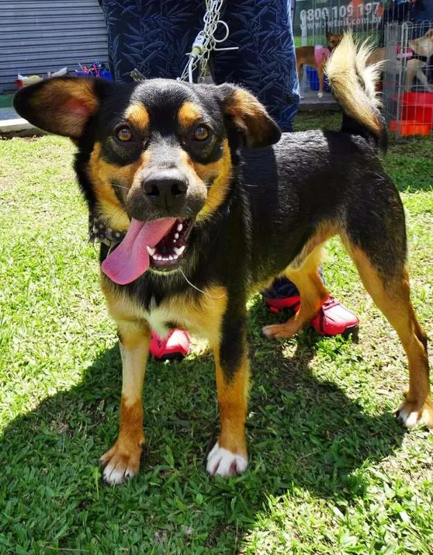 Cachorro ra a SRD idade 2 anos nome Vicente