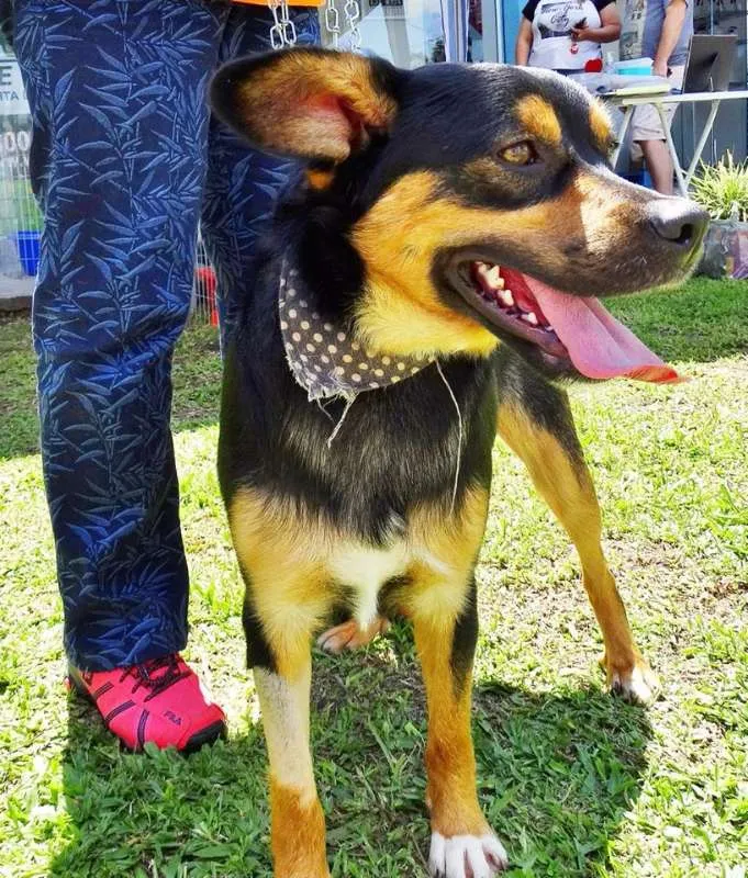 Cachorro ra a SRD idade 2 anos nome Vicente