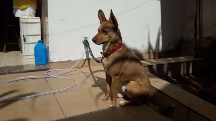 Cachorro raça snd idade 1 ano nome Caramello