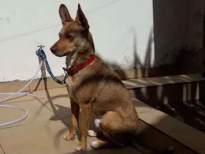 Cachorro raça snd idade 1 ano nome Caramello