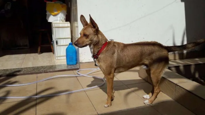Cachorro raça snd idade 1 ano nome Caramello