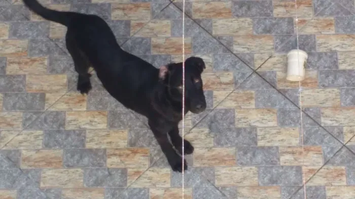 Cachorro ra a Indefinido idade 1 ano nome Pandora