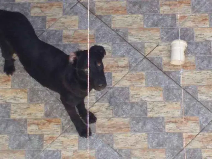 Cachorro ra a Indefinido idade 1 ano nome Pandora