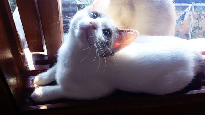 Gato ra a  idade 2 a 6 meses nome Branquinho 