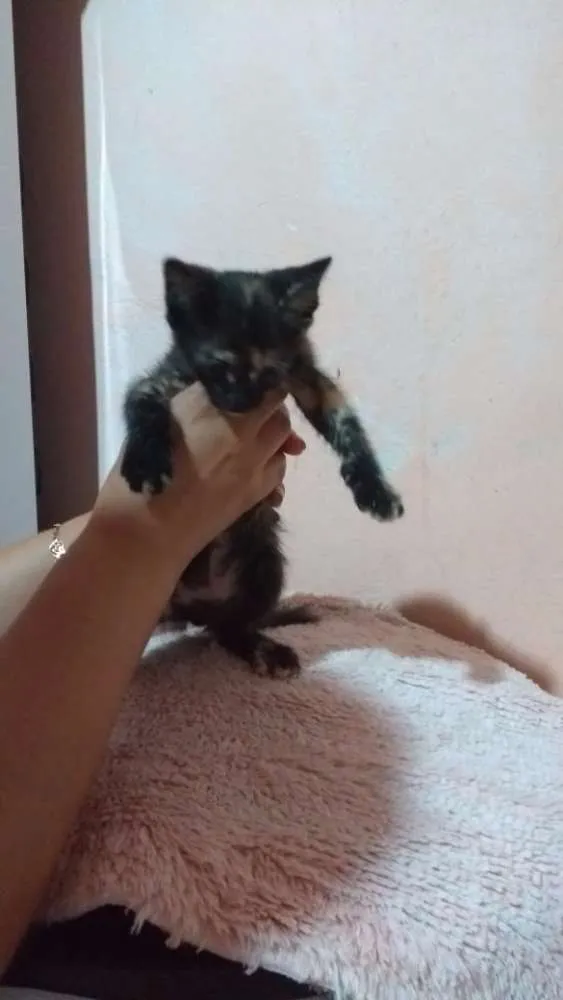 Gato ra a Sem raça  idade Abaixo de 2 meses nome Sem nome