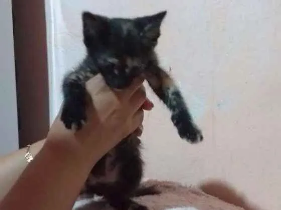 Gato ra a Sem raça  idade Abaixo de 2 meses nome Sem nome