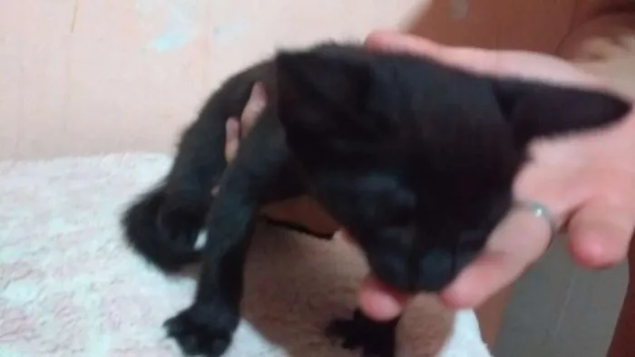 Gato ra a Sem raça  idade Abaixo de 2 meses nome Sem nome