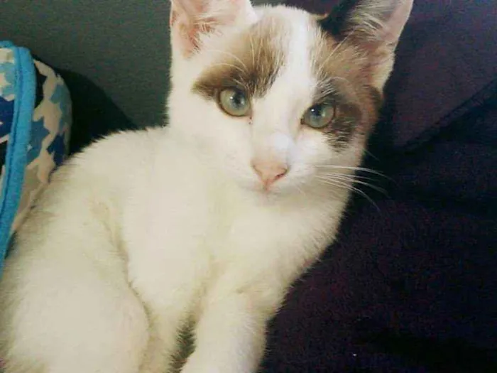 Gato ra a  idade 2 a 6 meses nome Branquinho 
