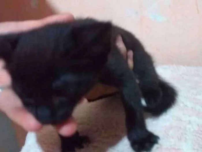 Gato ra a Sem raça  idade Abaixo de 2 meses nome Sem nome
