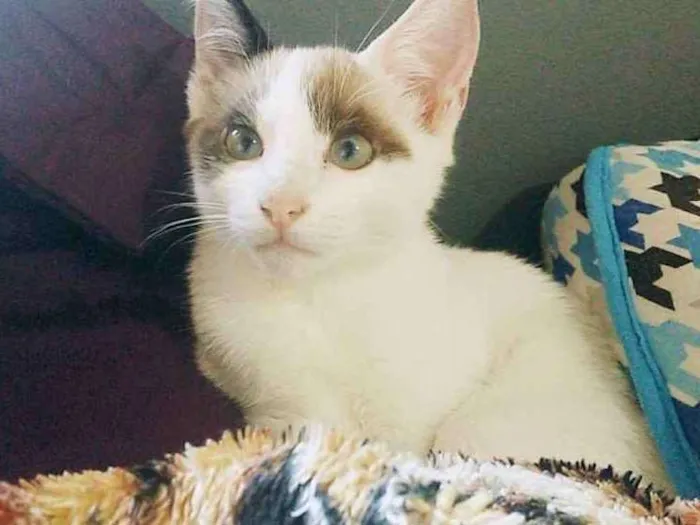 Gato ra a  idade 2 a 6 meses nome Branquinho 