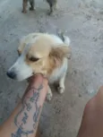 Gorda,marrom e monst