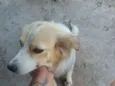 Gorda,marrom e monst