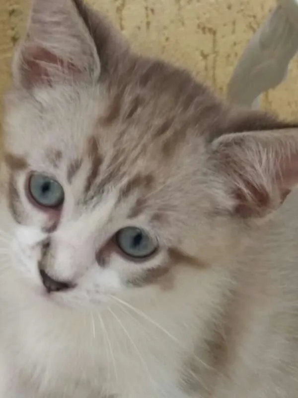 Gato ra a SRD idade 2 a 6 meses nome MIMO