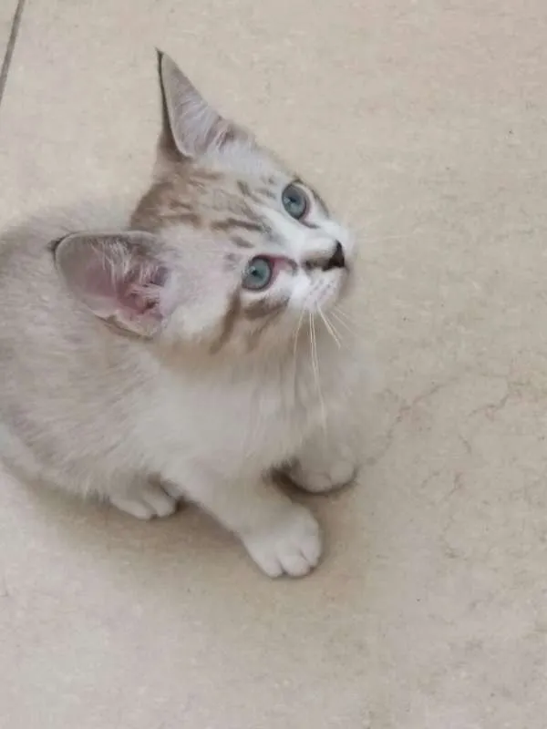 Gato ra a SRD idade 2 a 6 meses nome MIMO