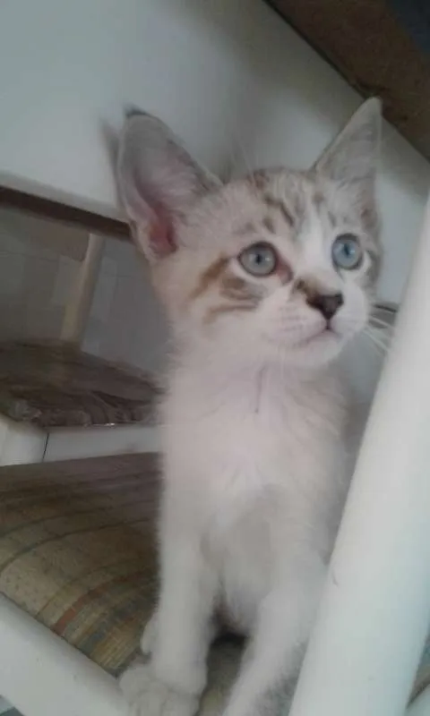 Gato ra a SRD idade 2 a 6 meses nome MIMO
