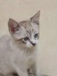 MIMO