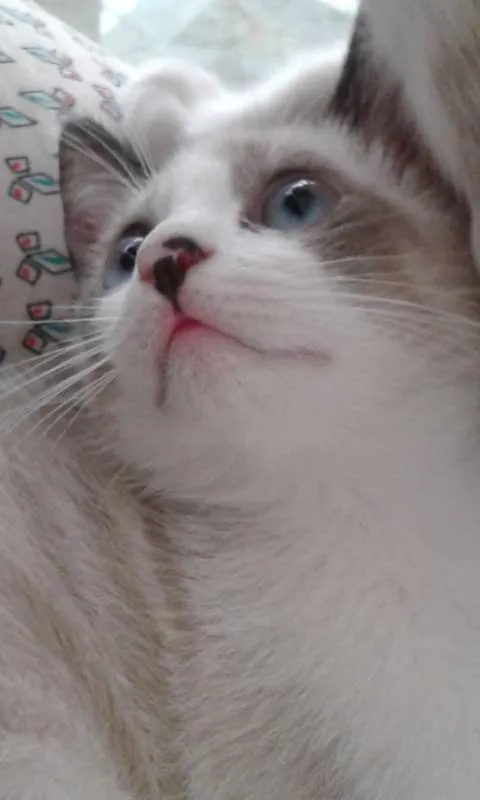 Gato ra a SRD idade 2 a 6 meses nome DOCINHO