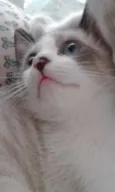 DOCINHO