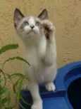 DOCINHO