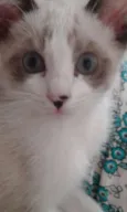 DOCINHO