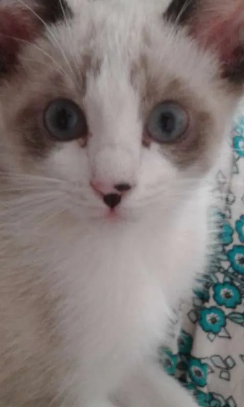 Gato ra a SRD idade 2 a 6 meses nome DOCINHO