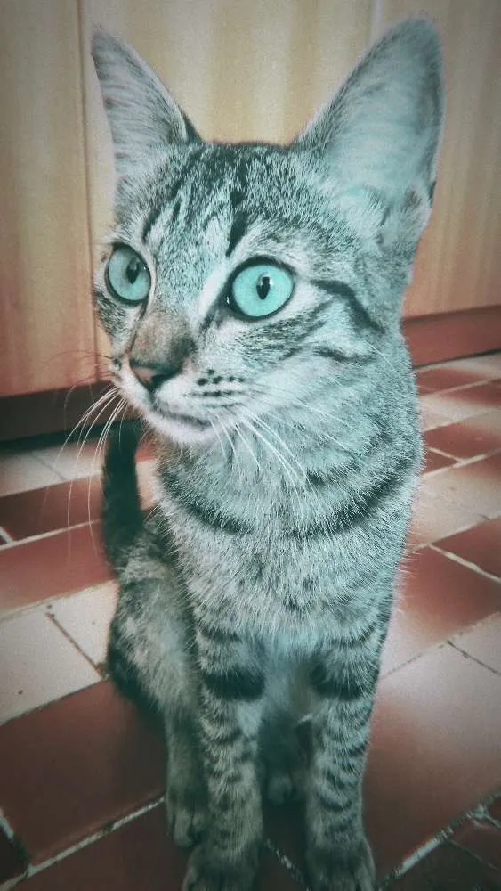 Gato ra a Vira-lata idade 7 a 11 meses nome Nina