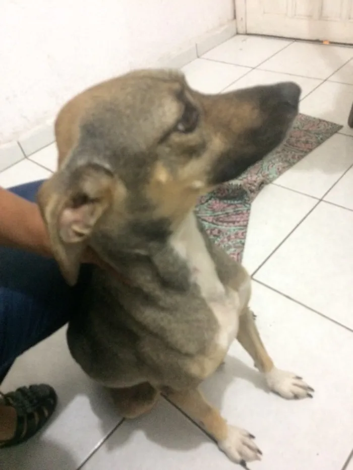 Cachorro ra a Desconhecida idade 1 ano nome Princesa