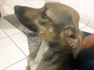 Cachorro raça Desconhecida idade 1 ano nome Princesa