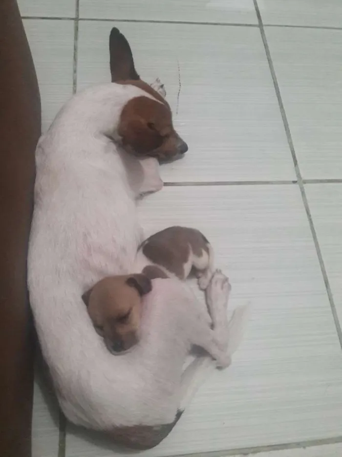 Cachorro ra a vira lata idade  nome Nina