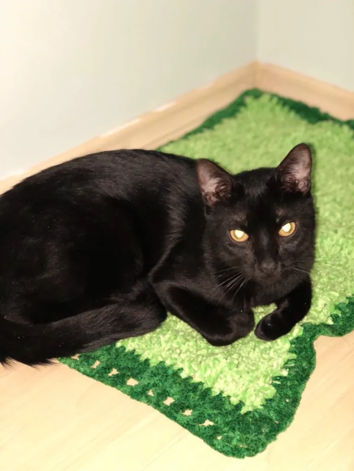 Gato ra a SRD idade 1 ano nome Negão