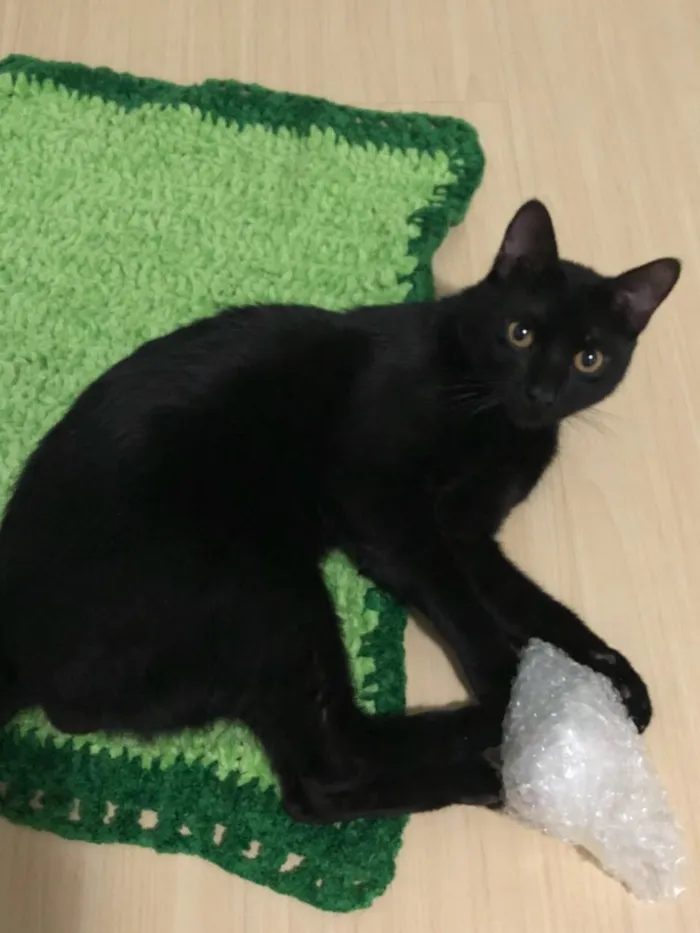 Gato ra a SRD idade 1 ano nome Negão