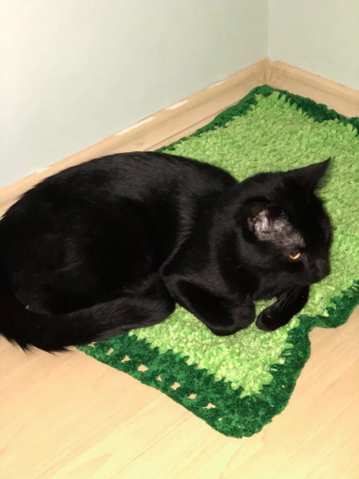 Gato ra a SRD idade 1 ano nome Negão