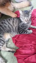Pretinha