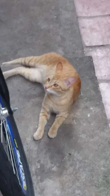 Gato ra a SRD idade 1 ano nome Laranja 