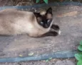 Júnior