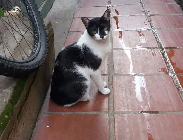 Gato ra a SRD idade 2 anos nome Corintiano 