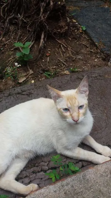 Gato ra a SRD idade 2 anos nome Snow