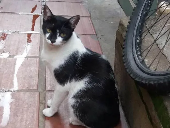 Gato ra a SRD idade 2 anos nome Corintiano 