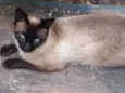 Júnior