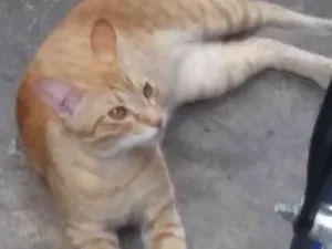 Gato raça SRD idade 1 ano nome Laranja 