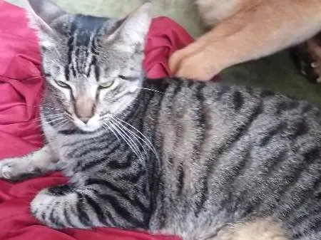 Gato ra a SRD idade 1 ano nome Pretinha