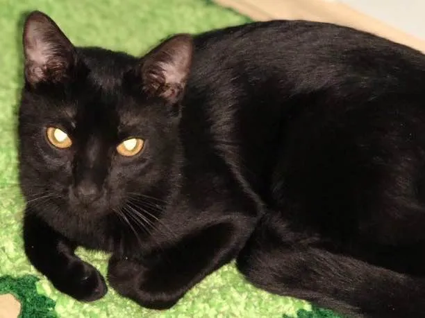 Gato ra a SRD idade 1 ano nome Negão