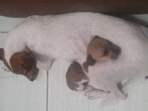 Cachorro raça vira lata idade  nome Nina
