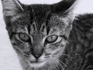 Gato raça Vira-lata idade 7 a 11 meses nome Nina