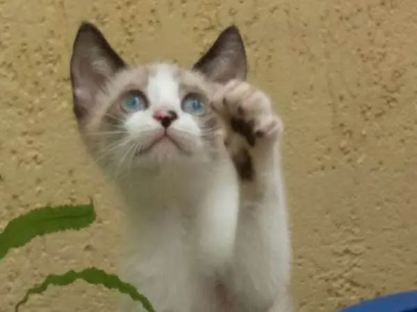 Gato ra a SRD idade 2 a 6 meses nome DOCINHO